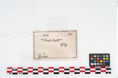 Etikett zu Eberzahn (NHMW-PRAE-002290)